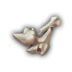 skeleton_bone