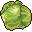 Cabbage