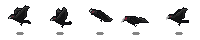 Crow Preview_5_1