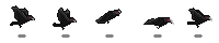 Crow Preview_6_1