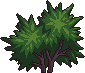 Bush3_2