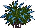 Bush6_1