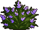 Bush9_2